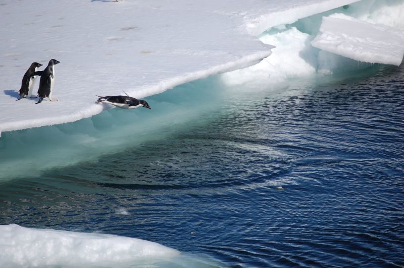 Adelie penguins