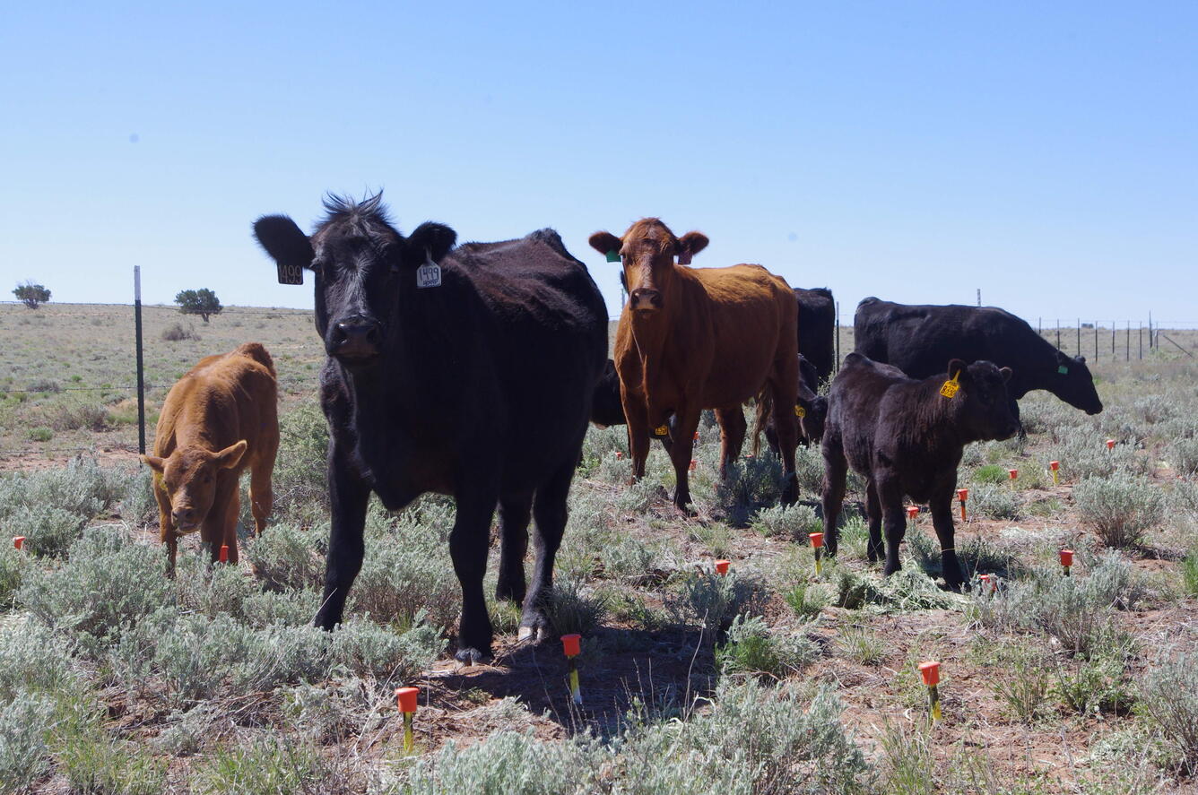 Cattle at a Northern Arizona RestoreNet experimental study site, Bar T Bar Ranch, AZ