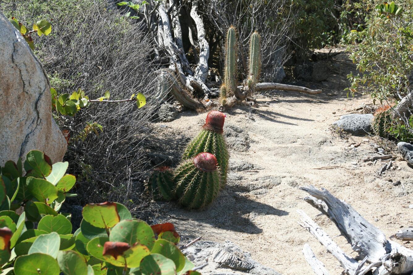  Drylands Vegetation and Cacti Species