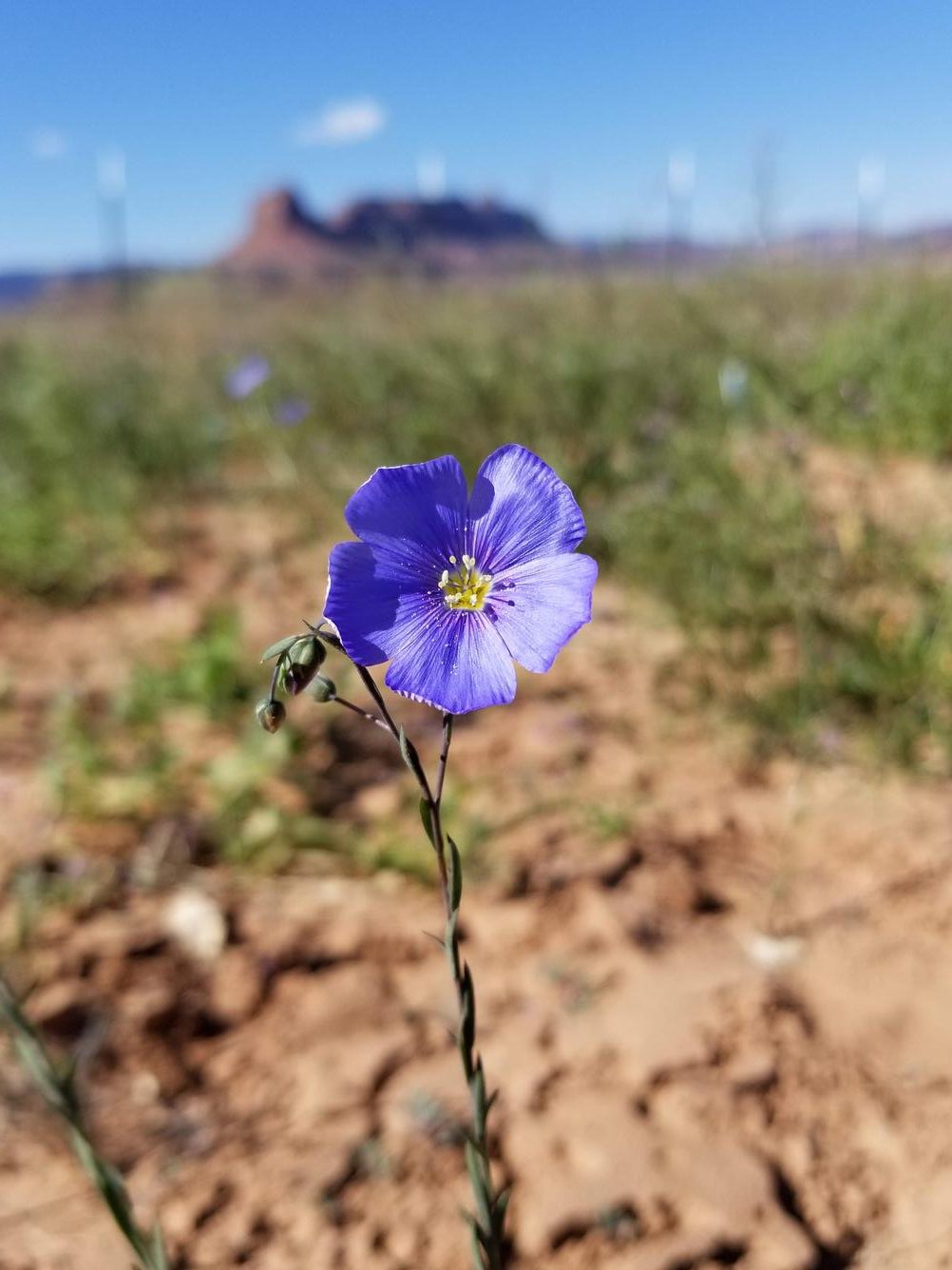 Lewis flax or Blue flax (Linum lewisii) flower at Canyonlands Research Center, Utah