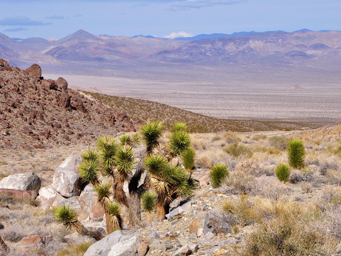 Joshua Trees in Inyo Mountains above Eureka Valley, CA