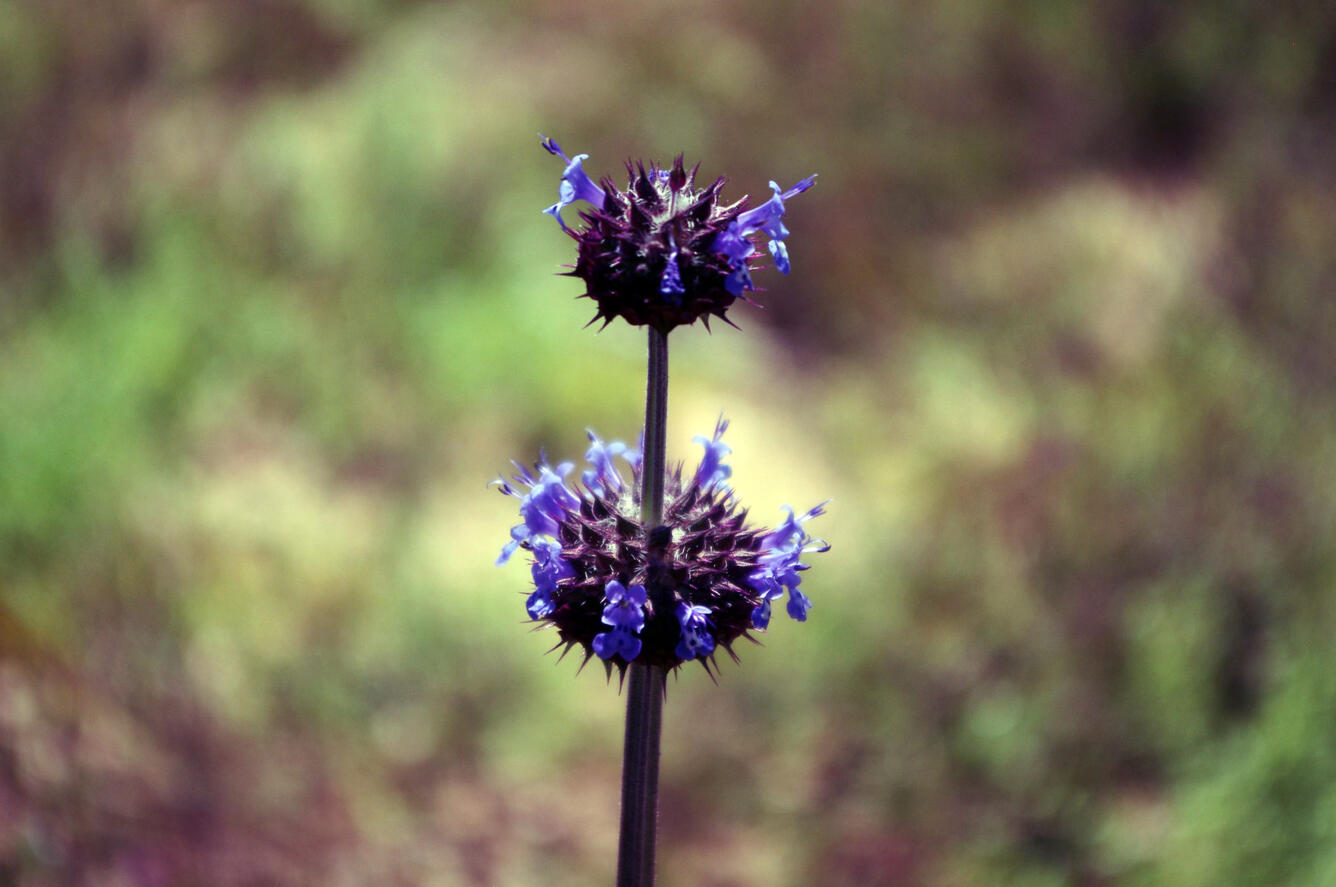 Chia sage (Salvia columnbariae) flowers