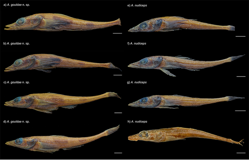 Key differences in some fish, including two distinct dark vertical bands of pigment on their bodies, a shorter snout and jaw