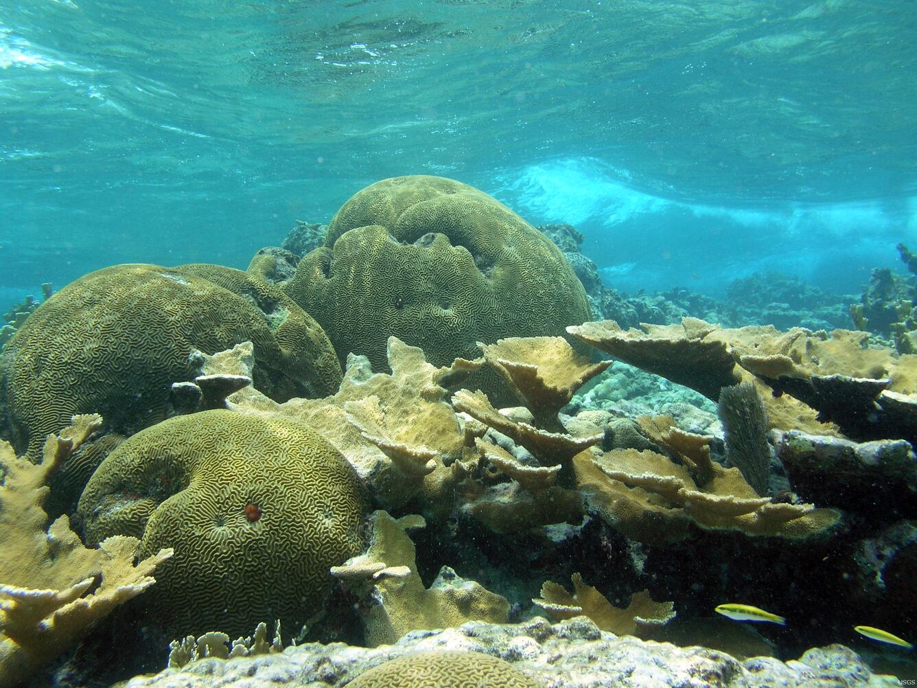 Flat Cays, U.S. Virgin Islands Coral Reef