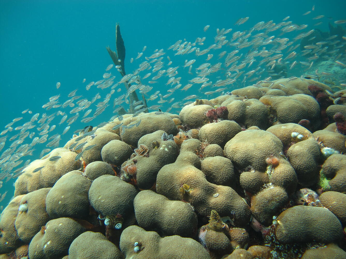 Coral, Orbicella annularis, in the Florida Keys