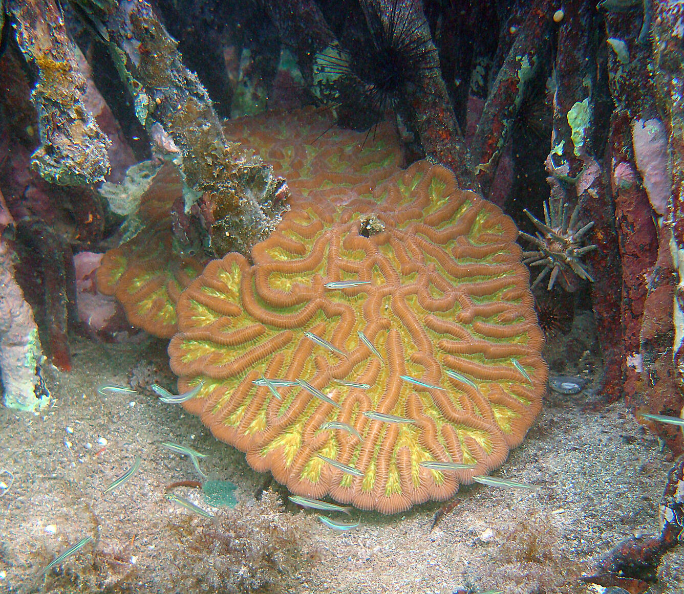 Colony of Boulder Brain Coral (Colpophyllia natans)