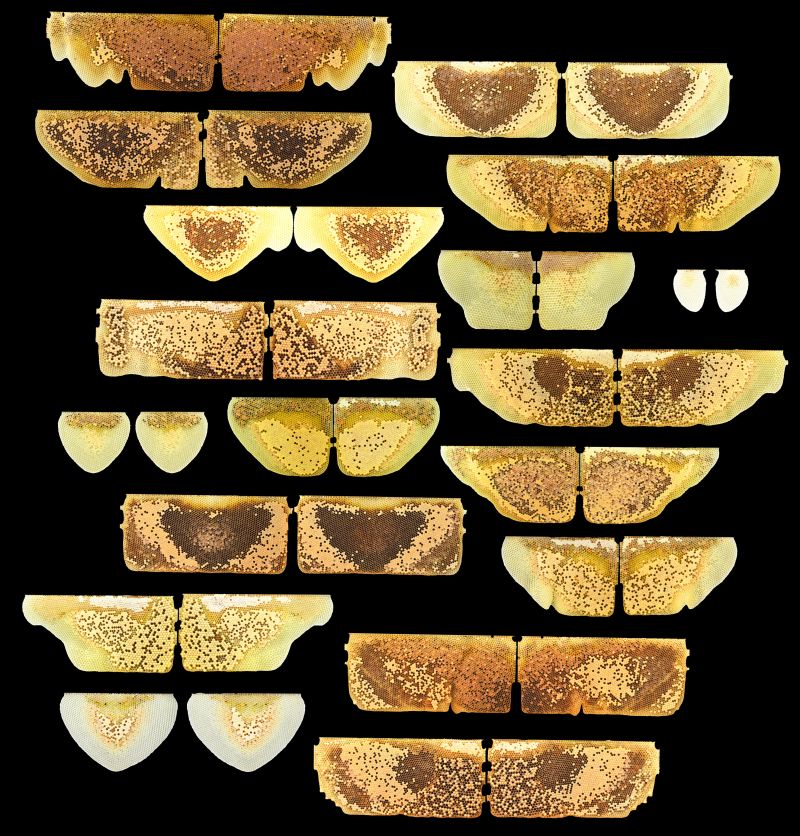 Images of honey bee combs, arranged to show the symmetry between the two sides of the comb.