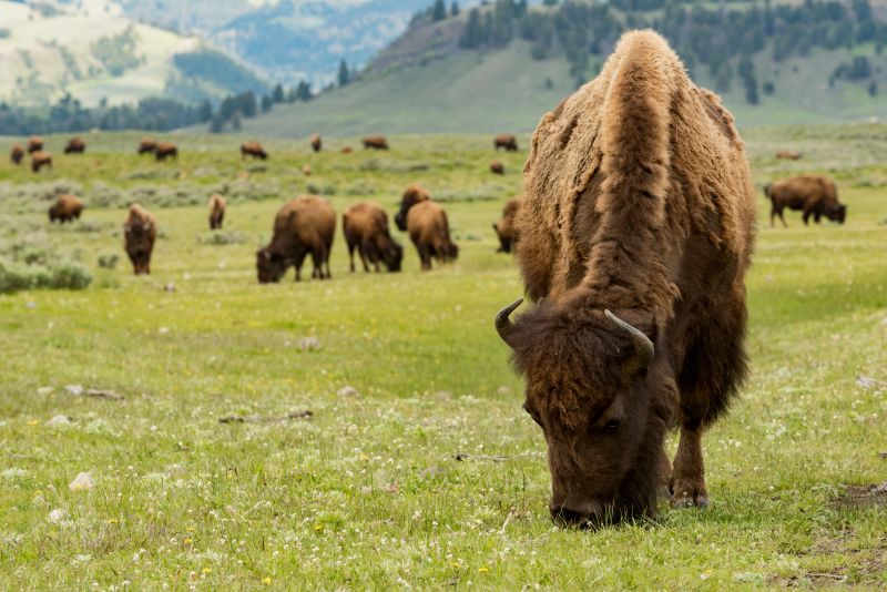 Group of Bison grazing in Yellow Stone